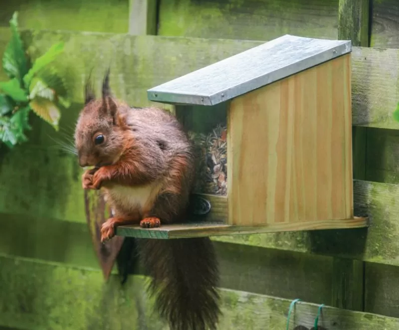 Esschert Design Alimentador De Ardillas - ^ Cajas Nido Y Comederos Para Animales